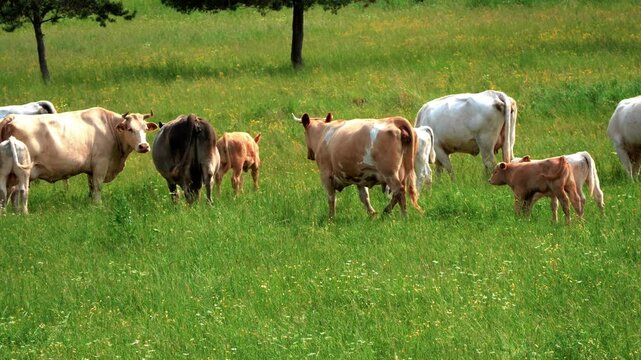Charolais Cattle Cows Grazing in a Lush Green Pasture