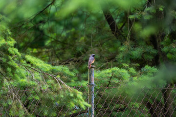 macro photography from the wild in the mountains, macro and wildlife