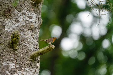 macro photography from the wild in the mountains, macro and wildlife