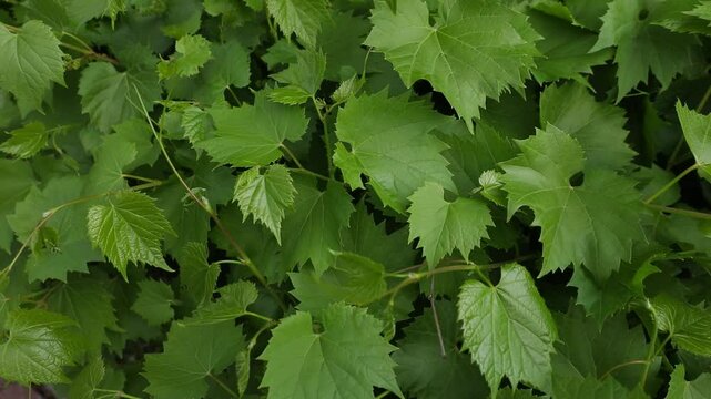 Green grape leaves swaying in the light wind, clear spring day, meditation and relaxation, solid green wall