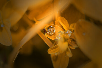 macro photography from the wild in the mountains, macro and wildlife