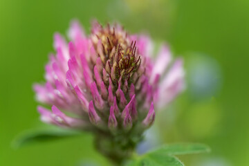 macro photography from the wild in the mountains, macro and wildlife