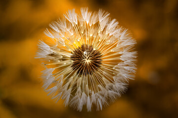 macro photography from the wild in the mountains, macro and wildlife