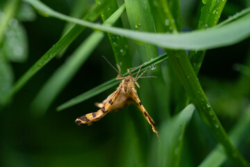 macro photography from the wild in the mountains, macro and wildlife