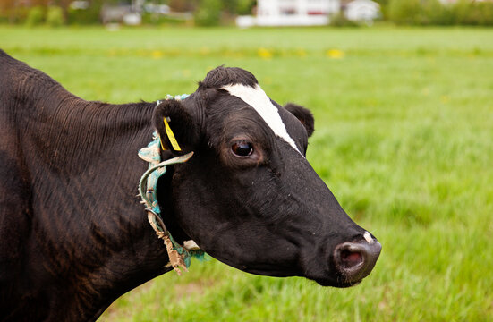 cow on green pasture for the first time this summer