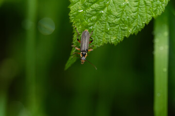 macro photography from the wild in the mountains, macro and wildlife