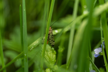 macro photography from the wild in the mountains, macro and wildlife