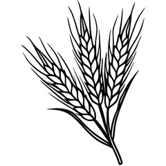 wheat ears isolated on white