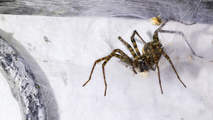 Winkelspinne