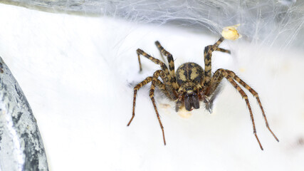 Winkelspinne