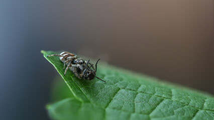Springspinne mit Beute