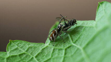 Springspinne mit Beute