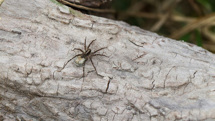 Uferspinne