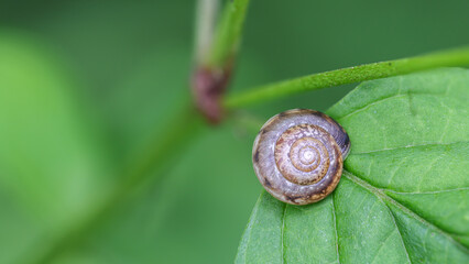 Schnecke