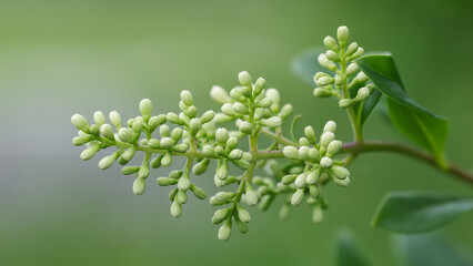 Liguster Knospen