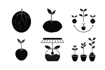 Naklejka premium Blueberry Seed Germination: From Seed to Seedling