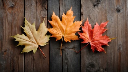 Obraz premium Three autumn maple leaves in green, orange, and red hues laid on a rustic wooden surface.