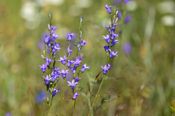 landscape, wild, plant, background, outdoors, field, wildflower, blooming, outdoor, flower, nature, natural, green, blossom, meadow, grass, white, mountain, beautiful, summer, flora, bulgaria, color, 