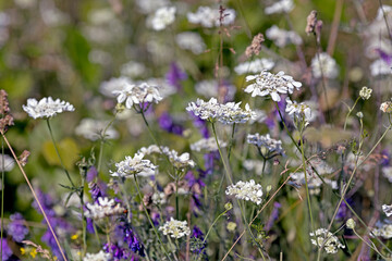 Blooming meadow in early June in Bulgaria