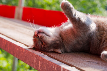 You will see a short video of a male gray senior tabby cat enjoying scaffolding while the...