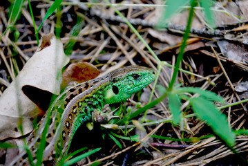 face of a male green lizard among grass and leaves in an old forest