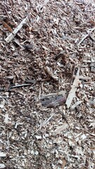 Production of Biofuel Utilizing Wood Chips in an Industrial Facility With Natural Resources