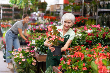 Fototapeta premium Glad old woman marketer looking at big begonias in garden pots in point of sale of plants outdoors