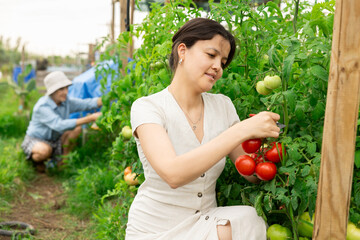 Portrait of young girl with red tomatoes in the garden