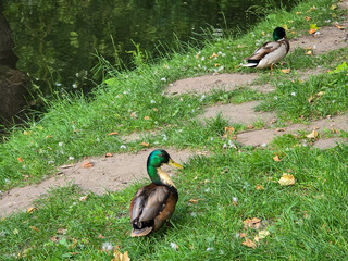 Serene Park Lake Ducks in Their Natural Habitat