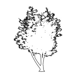 Set or collection of Mulga trees as black line drawing silhouette on white background. Concept or conceptual vector for nature, planet, ecology conservation, strength, endurance and  beauty