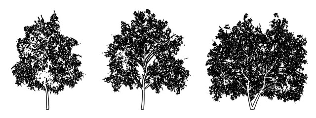 Set or collection of Magnolia Flowers trees as black line drawing silhouette on white background. Concept or conceptual vector for nature, planet, ecology conservation, strength, endurance and  beauty