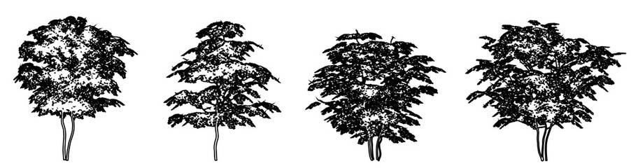 Set or collection of Field Maple trees as black line drawing silhouette on white background. Concept or conceptual vector for nature, planet, ecology conservation, strength, endurance and  beauty
