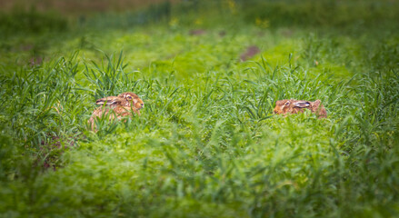 rabbits on the field