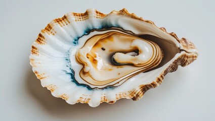 Shell with intricate patterns and smooth, flowing lines, showcasing natural beauty and marine life.