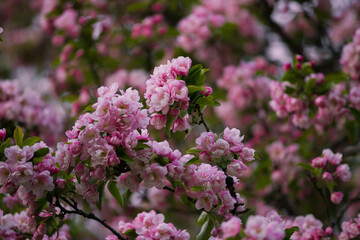 Full frame nature texture background of beautiful pink and white blossoms on a crabapple tree in...