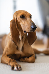 Segugio Italiano - scent hound, hunting dog- on a light carpet in front of interior