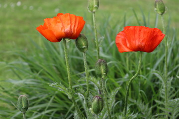 Obraz premium Red flowers of Oriental poppy (Papaver orientale) in summer garden