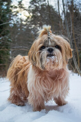 shih tzu dog walks along a snowy road in a park in winter 