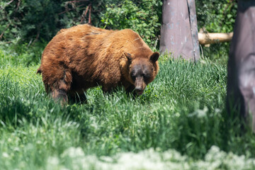 A brown bear is walking through a grassy field