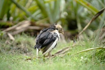 Sick and Cold Baby Chick