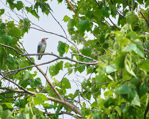 新緑とコムクドリ / Grey Starling in Fresh Green Leaves