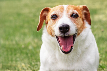 Happy Jack Russell Terrier Dog Smiling Outdoors Close-Up Portrait with Copy Space