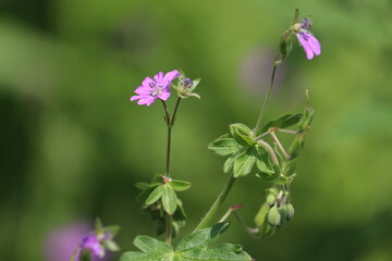 Pink flowers of Dovesfoot Cranesbill (Geranium molle) plant in summer garden