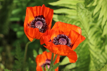 Red flowers of Oriental poppy (Papaver orientale) in summer garden