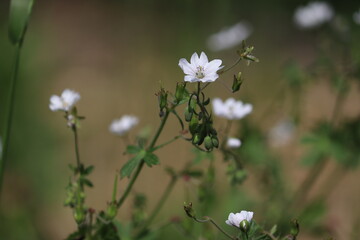 White flowers of Dovesfoot Cranesbill (Geranium molle) plant in summer garden