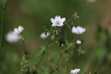 Fototapeta premium White flowers of Dovesfoot Cranesbill (Geranium molle) plant in summer garden