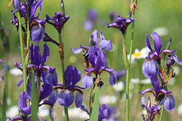 Blue Siberian iris (Iris sibirica) flowers in summer garden