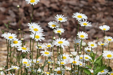 White flowers of ox-eye daisy (Leucanthemum vulgare) in summer garden