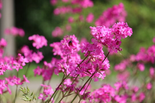 Pink flowers of sticky catchfly (Viscaria vulgaris) plant in summer garden