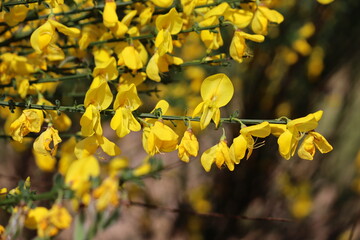 Yellow flowers of Common broom (Cytisus scoparius) in summer garden